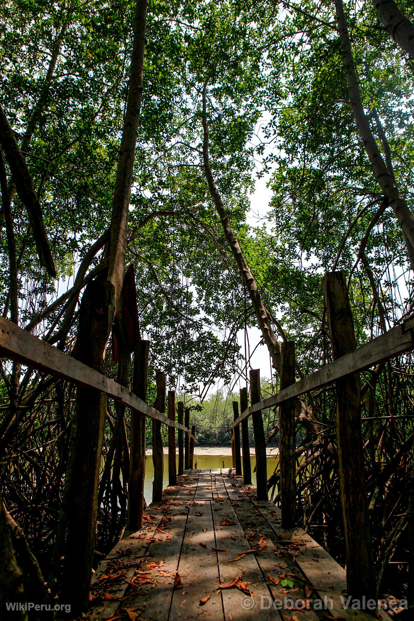 Mangroves, Tumbes