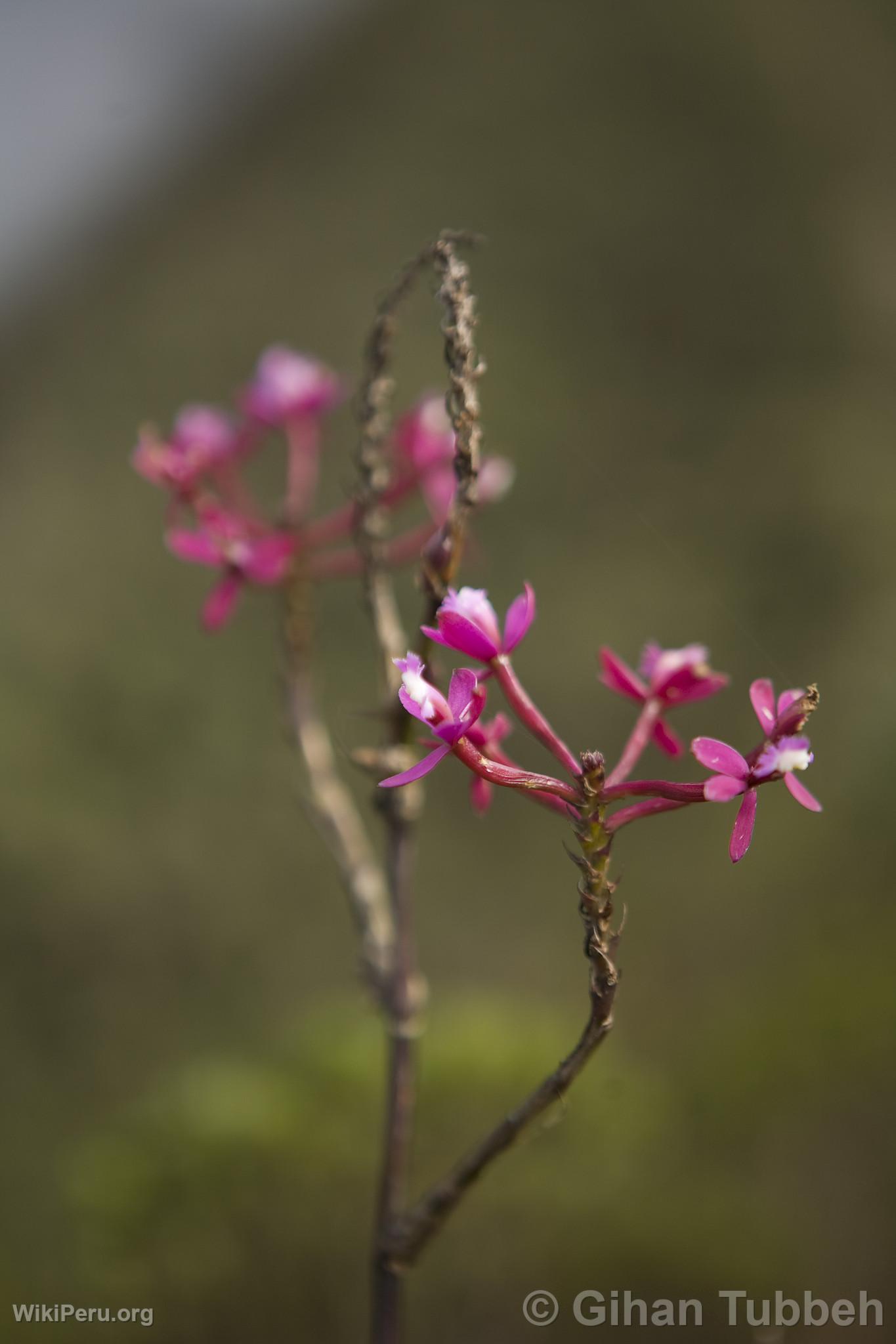 Orchid in Choquequirao