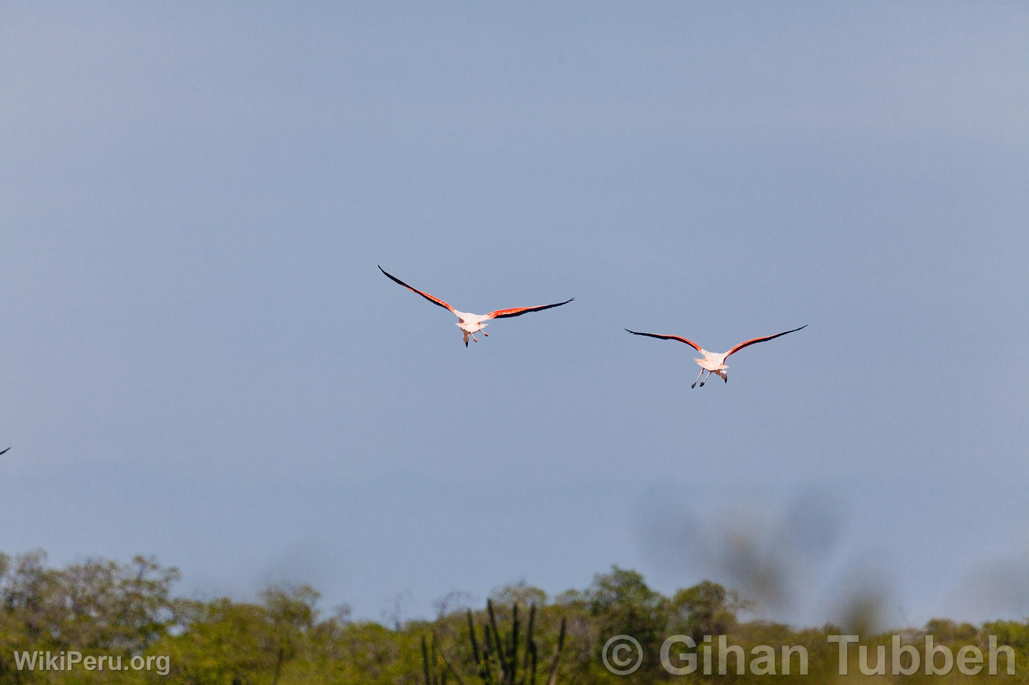 Flamingos in the Tumbes Mangroves