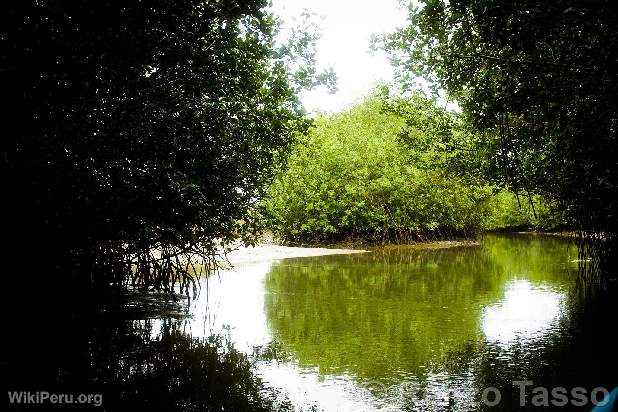 Puerto Pizarro Mangroves