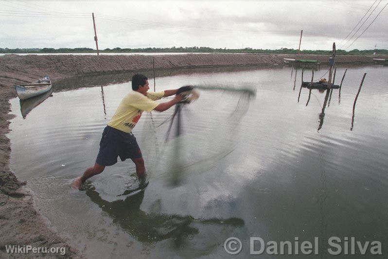 Fisherman casting nets, Tumbes