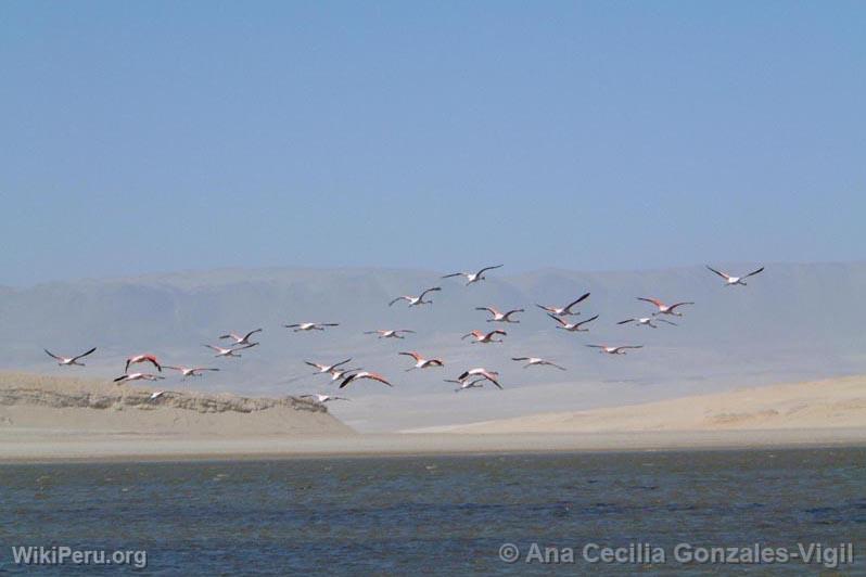 Flamingos, Paracas