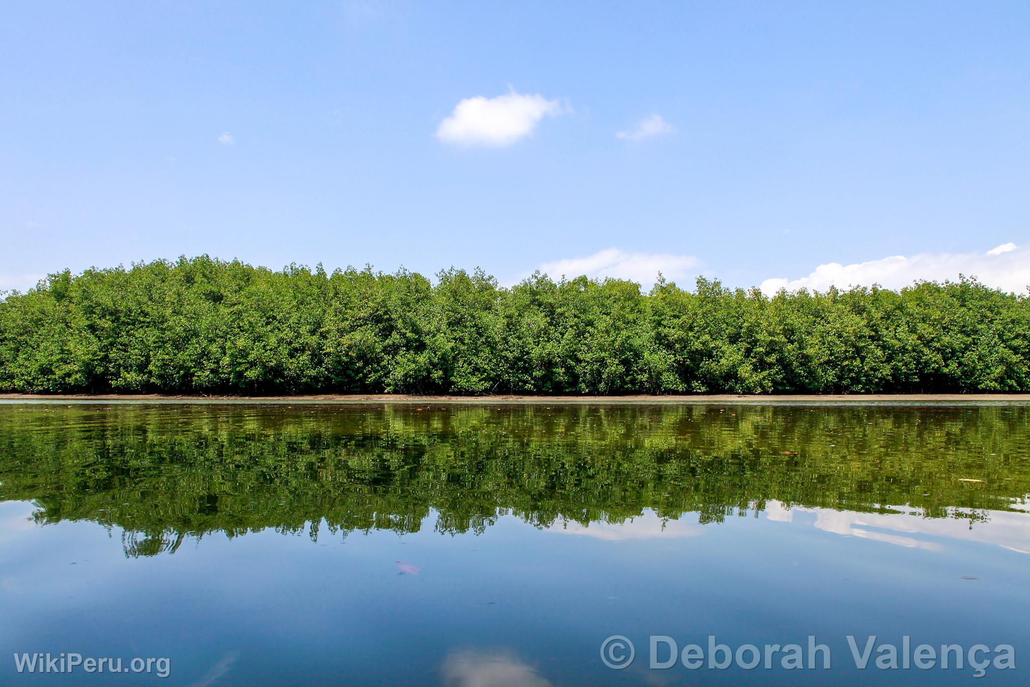 Mangroves, Tumbes