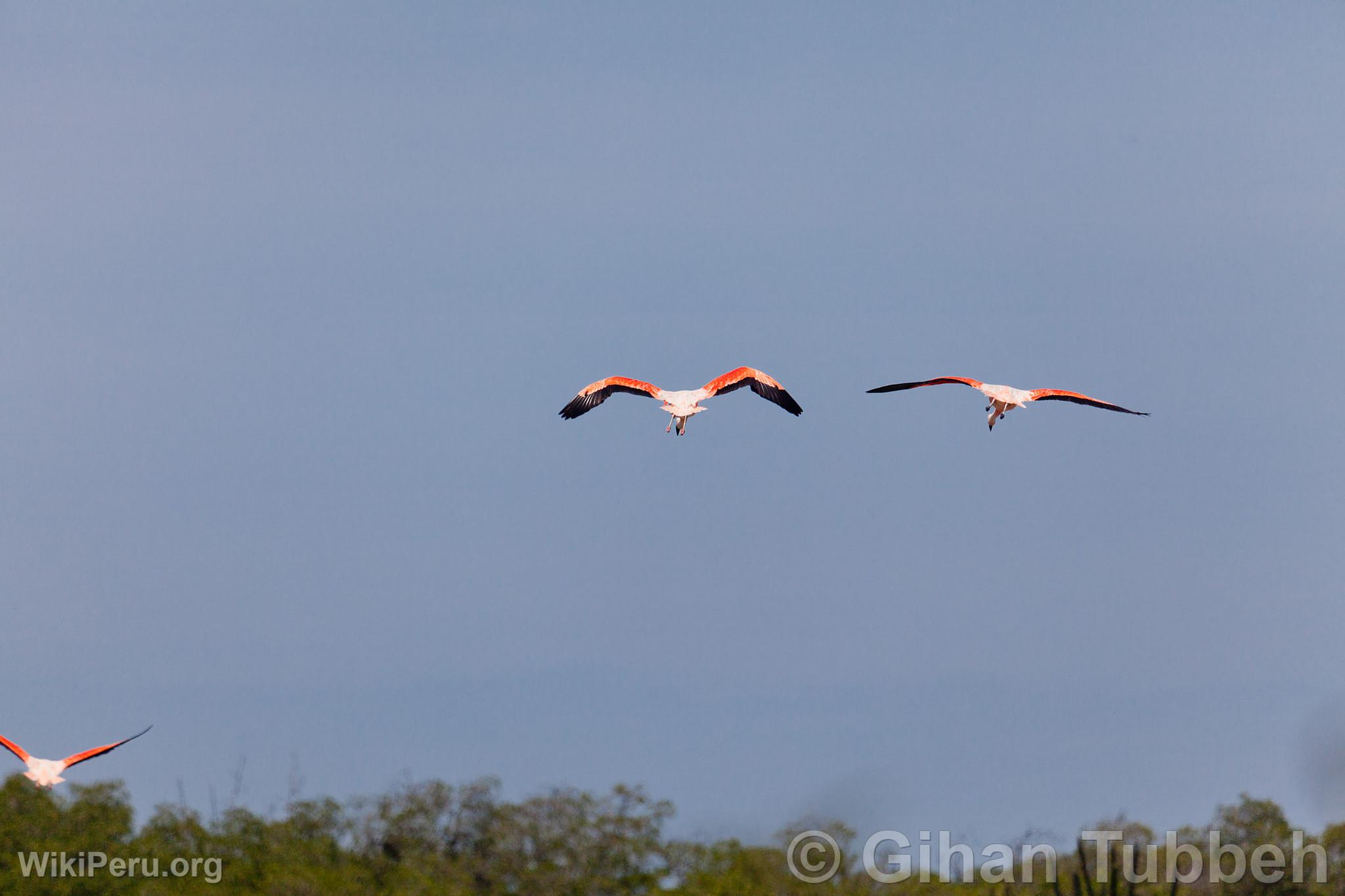 Flamingos in the Tumbes Mangroves