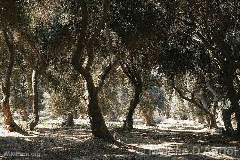 Olive Trees in Yauca, Caravel