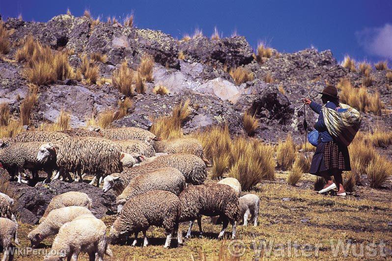 Shepherd of Vinchos, Huamanga