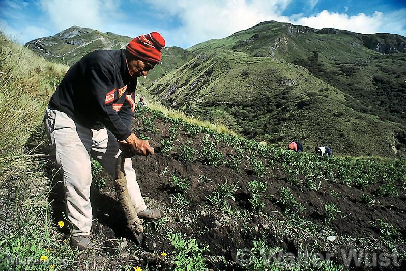 Farmer with chaquitaclla, Calquichico