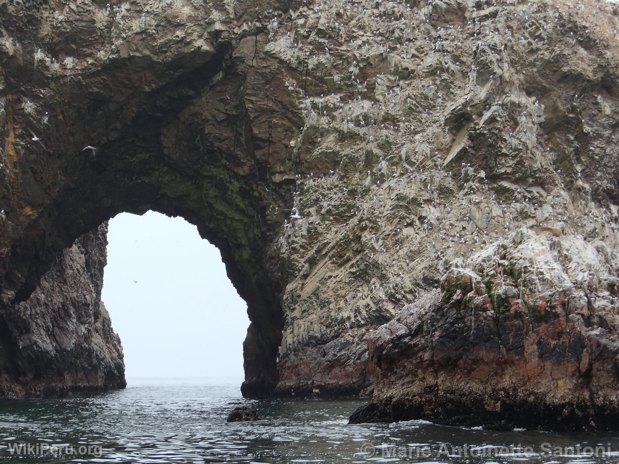 Ballestas Islands, Paracas