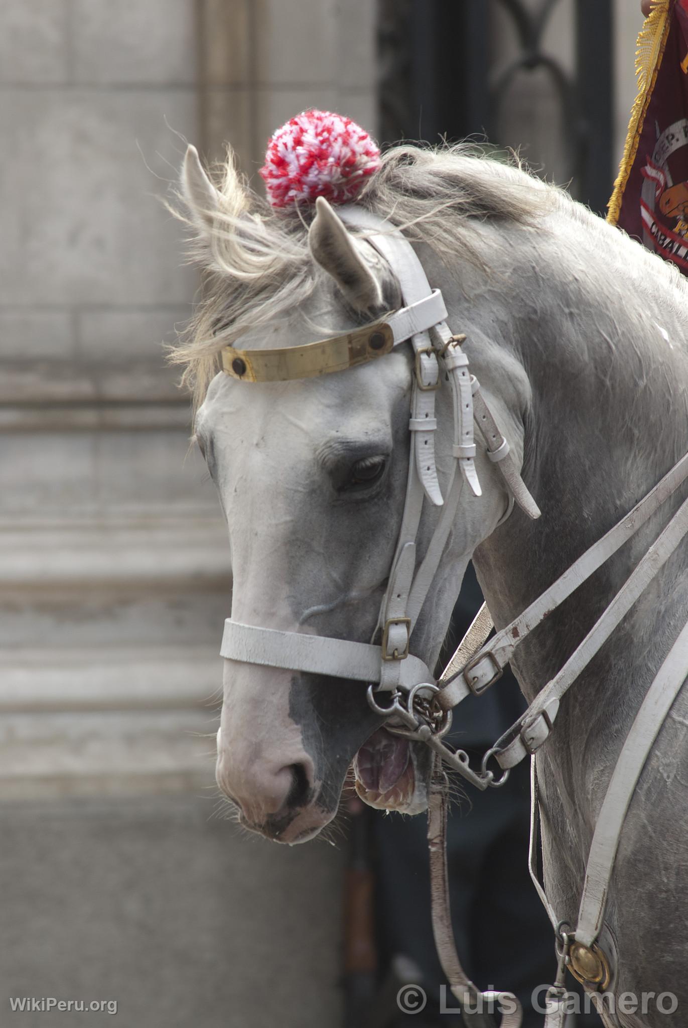 Mounted Police horse