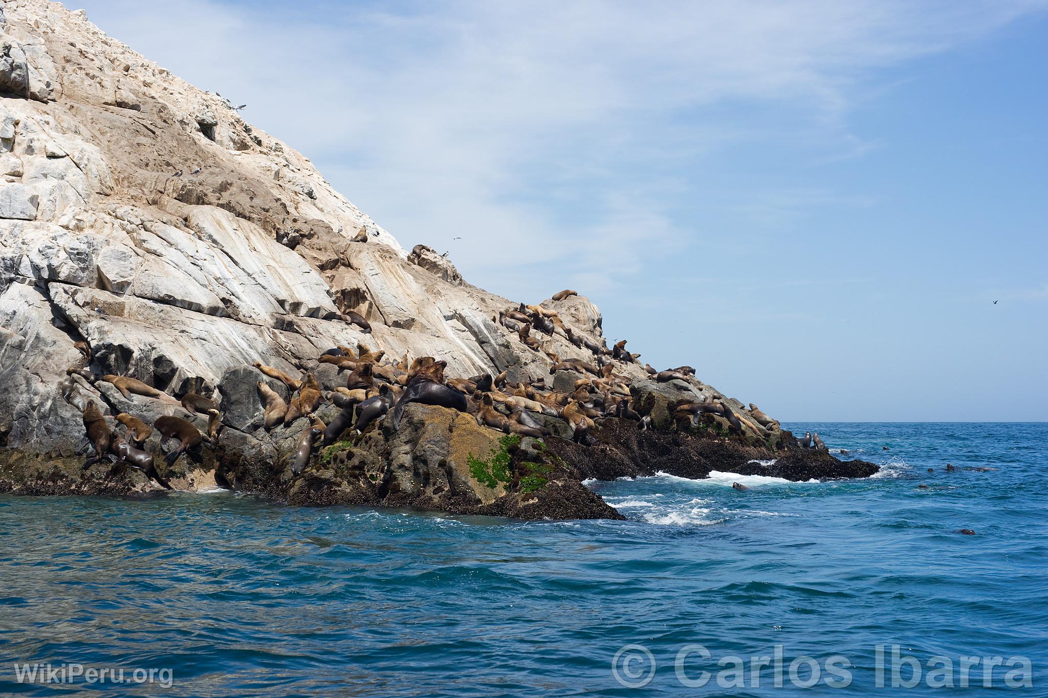 South American Sea Lions