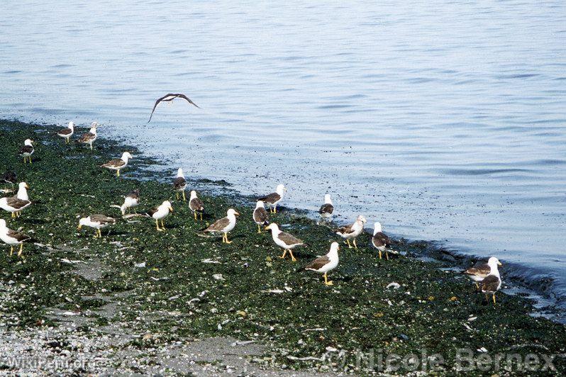 Birds in Paracas