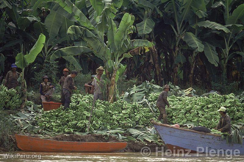 Banana Harvest by the River