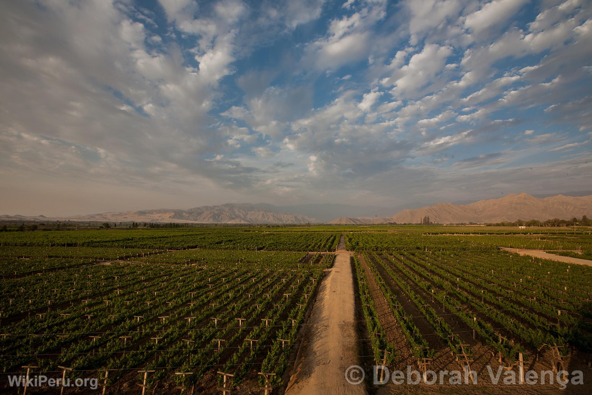 Vineyards, Ica