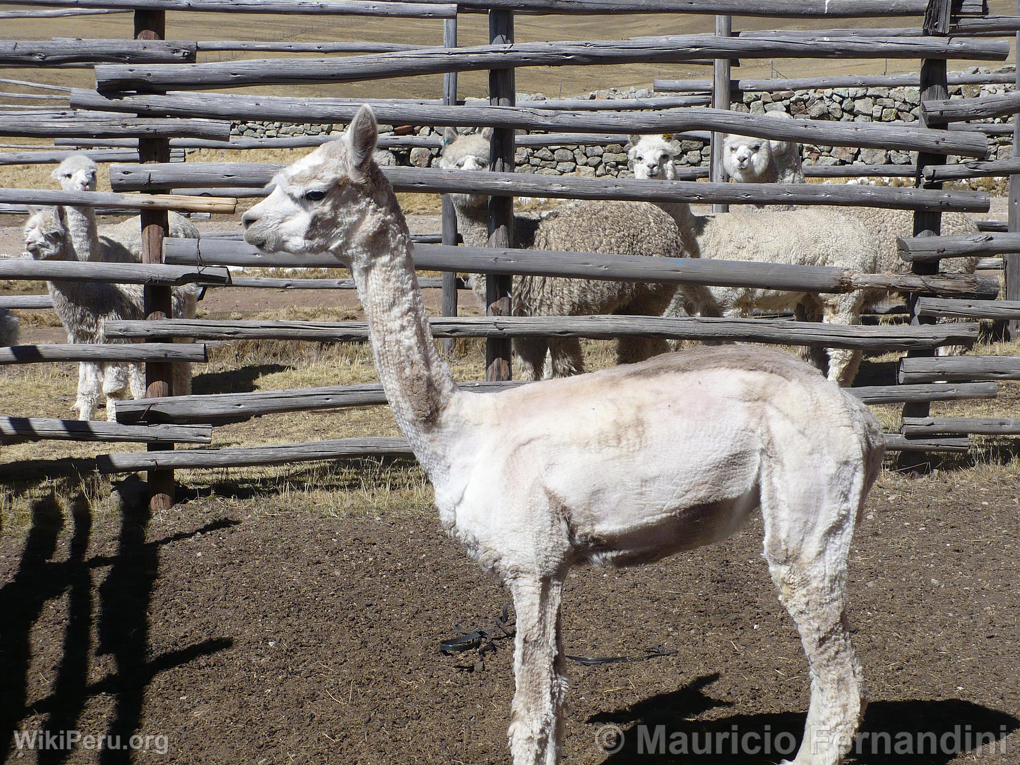 Alpaca Shearing