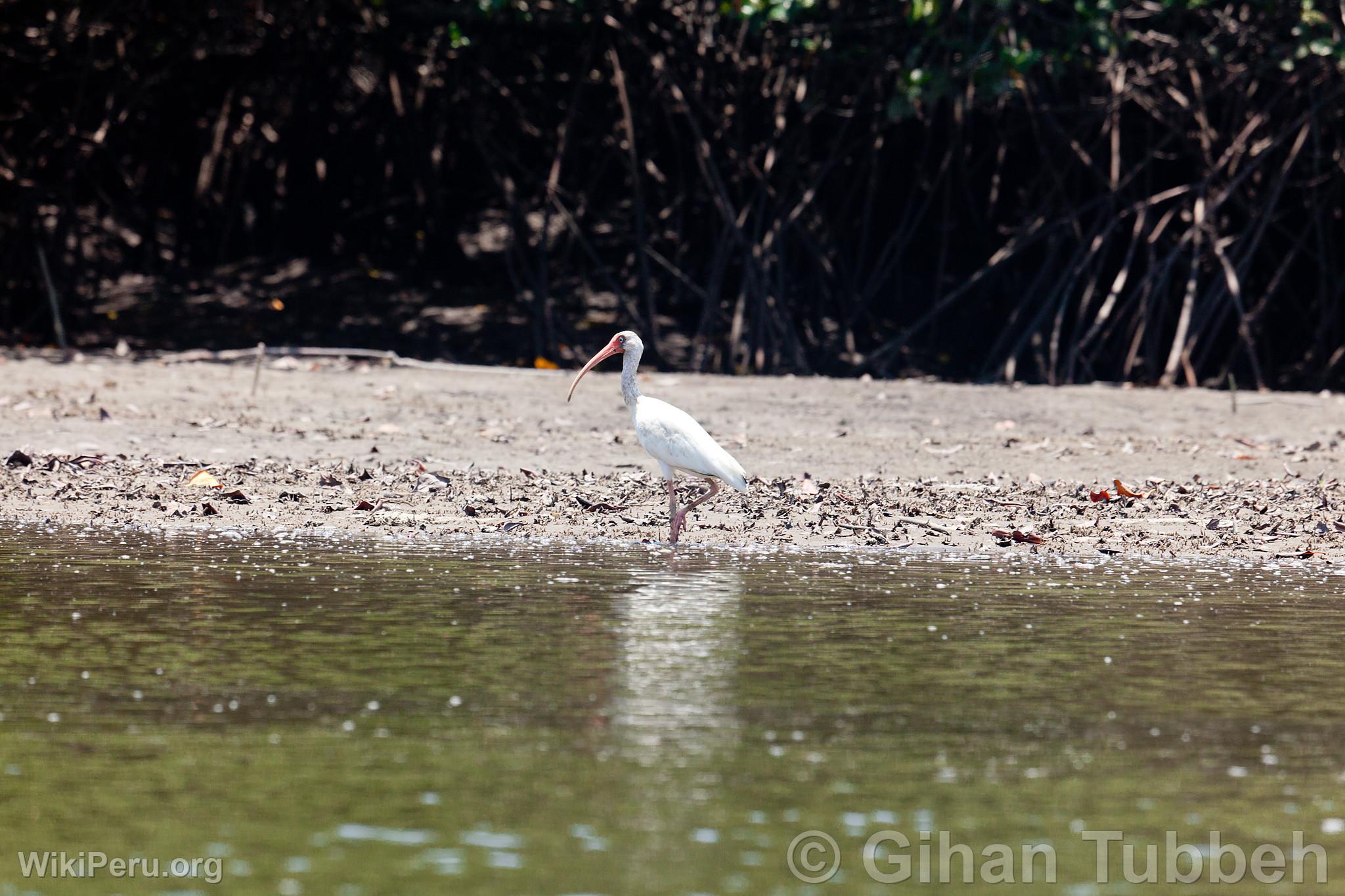 White Ibis in the Tumbes Mangroves