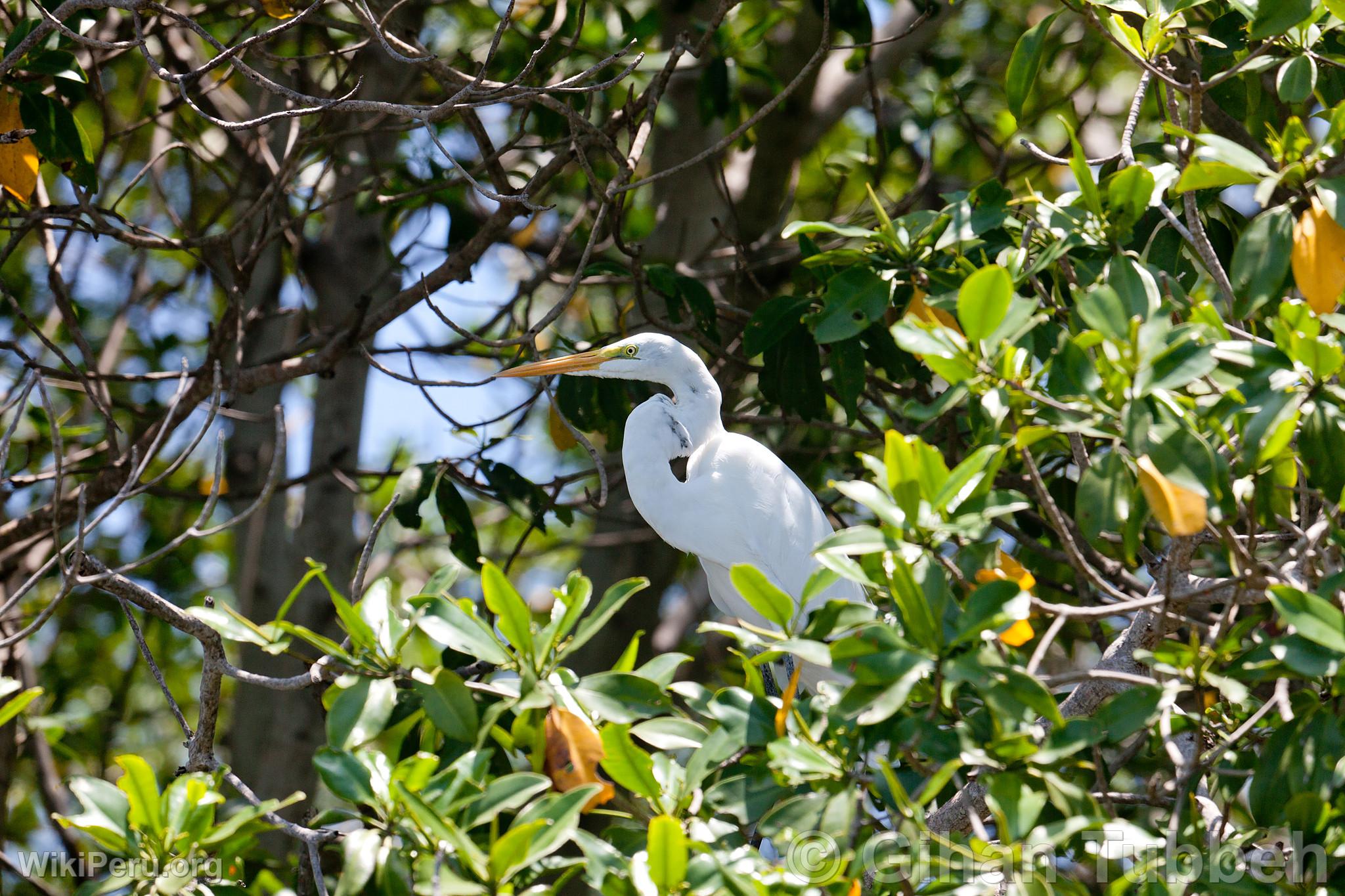 Great Egret in the Tumbes Mangroves