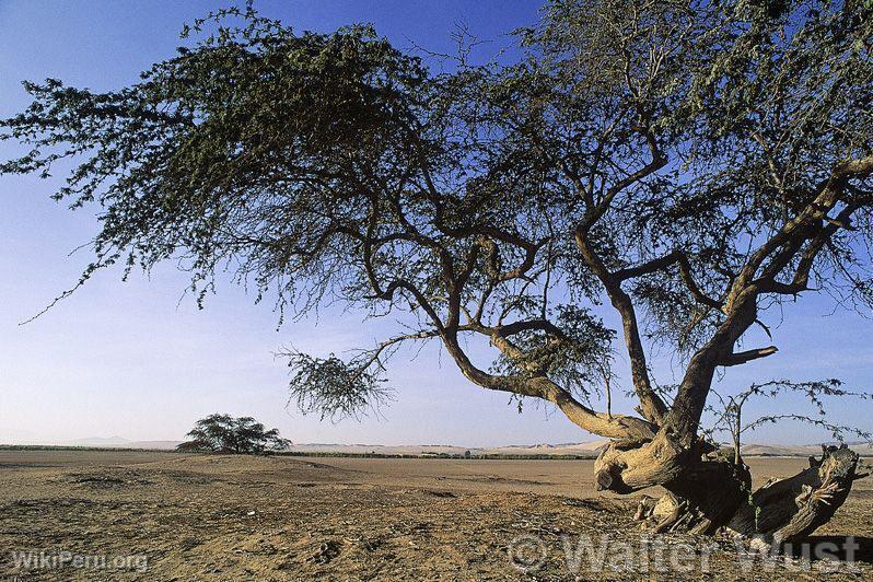 Carob Tree