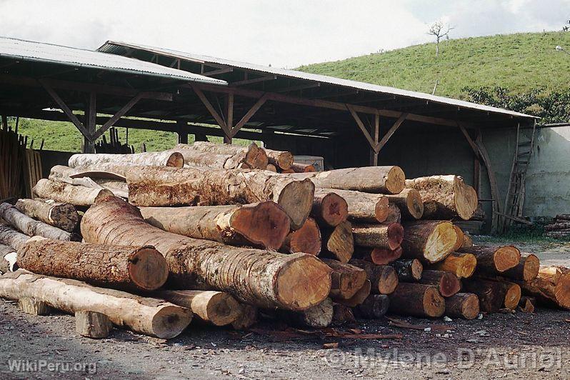 Sawmilling in Pasco