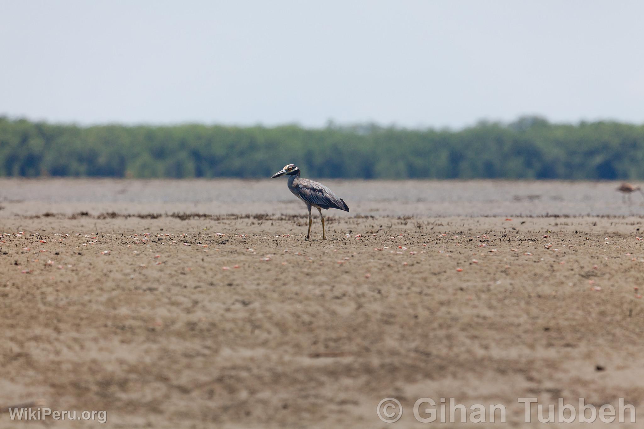 Yellow-Crowned Huaco in Tumbes Mangroves