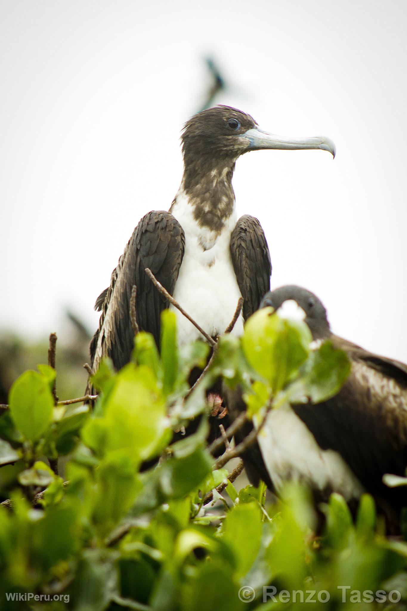 Puerto Pizarro Mangroves