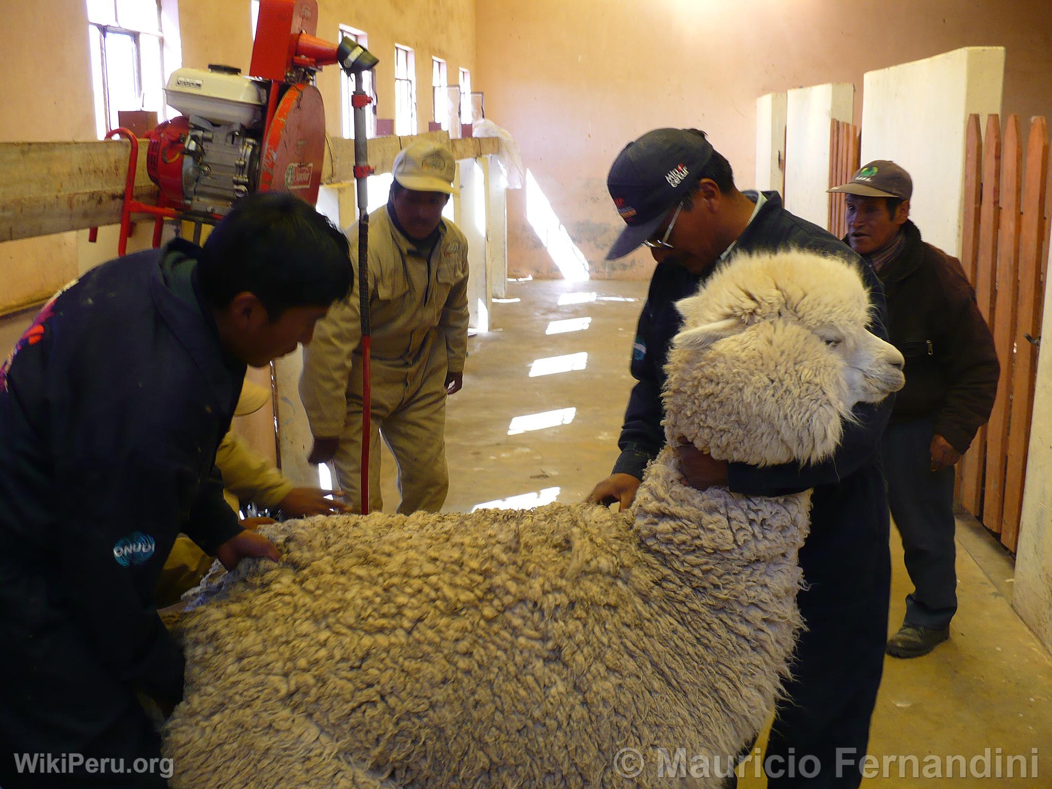 Alpaca Shearing