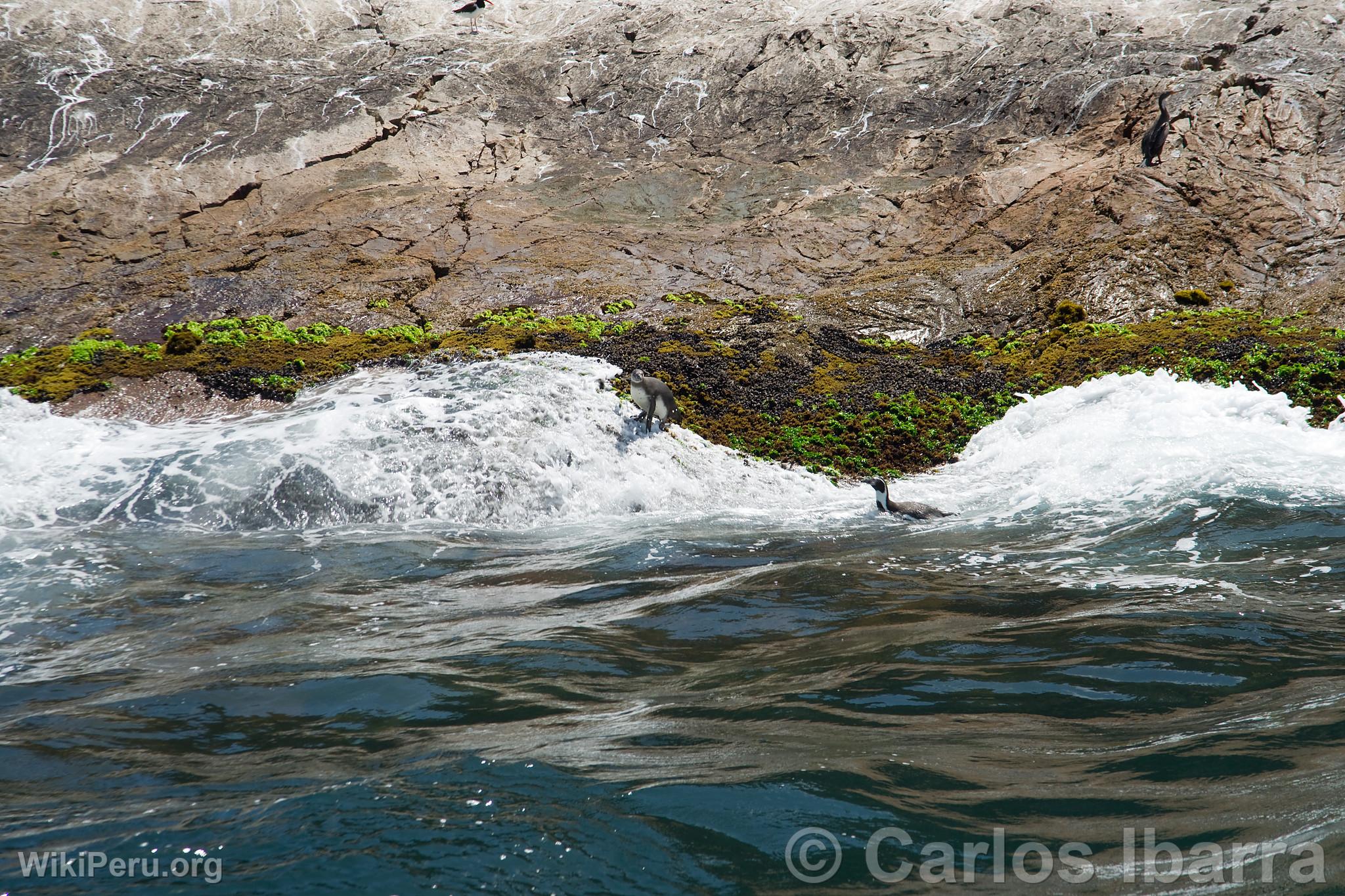 Humboldt penguins