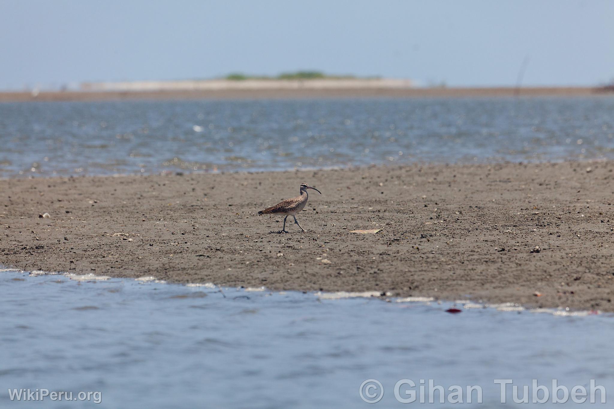 Whimbrel in the Mangroves of Tumbes