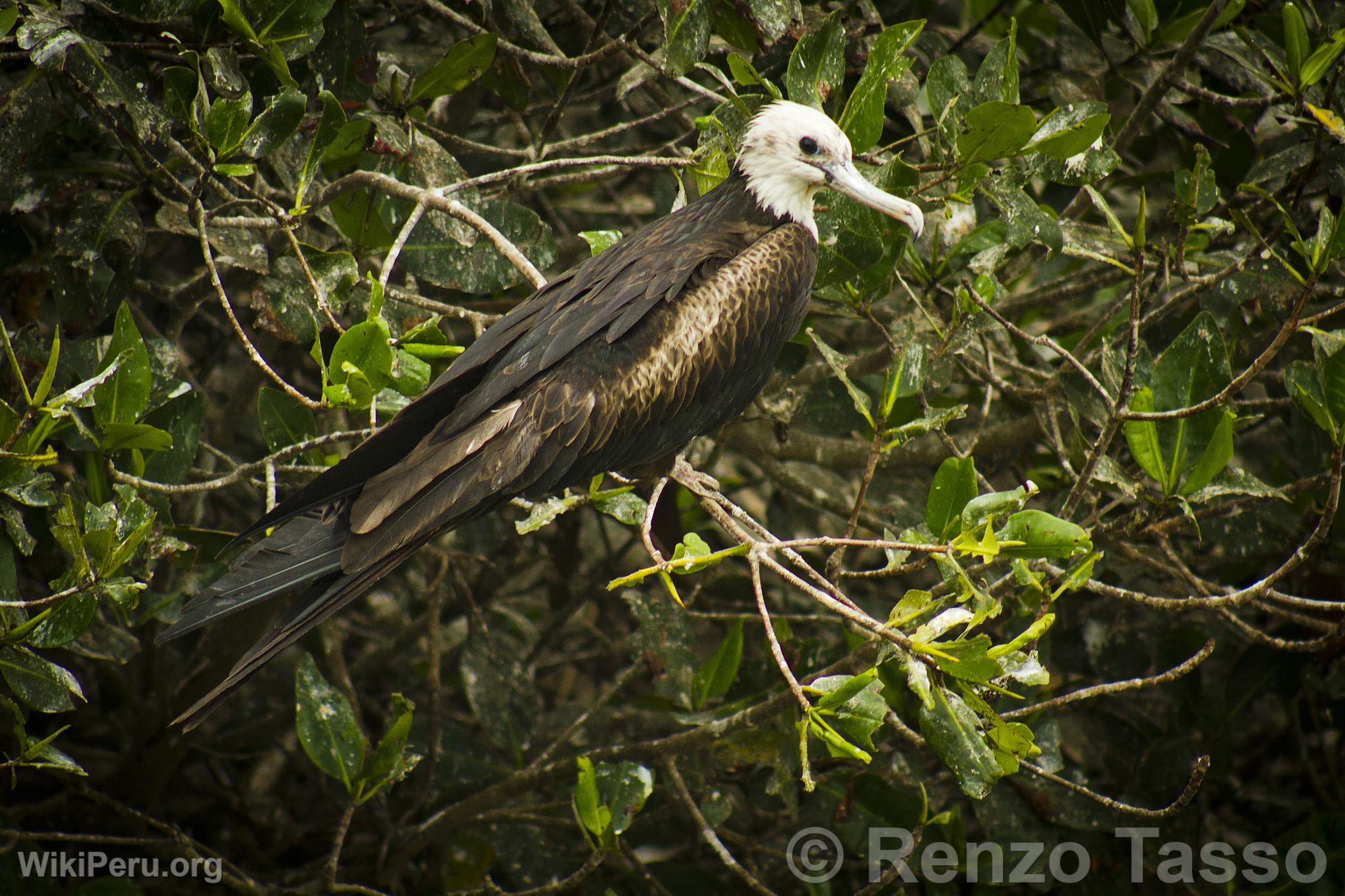 Puerto Pizarro Mangroves