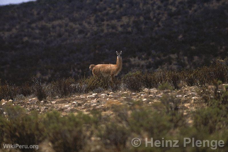 Calipuy National Reserve