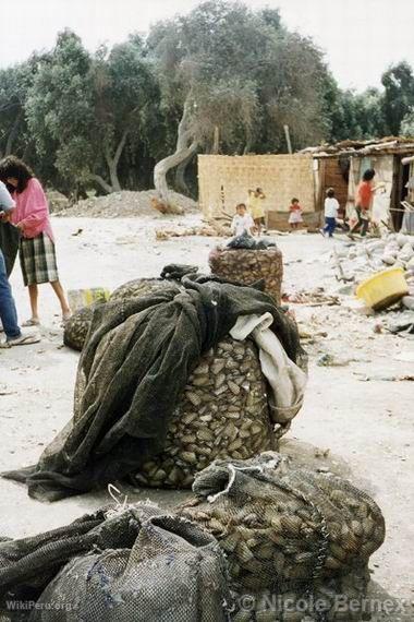 Clam extraction, Palpa