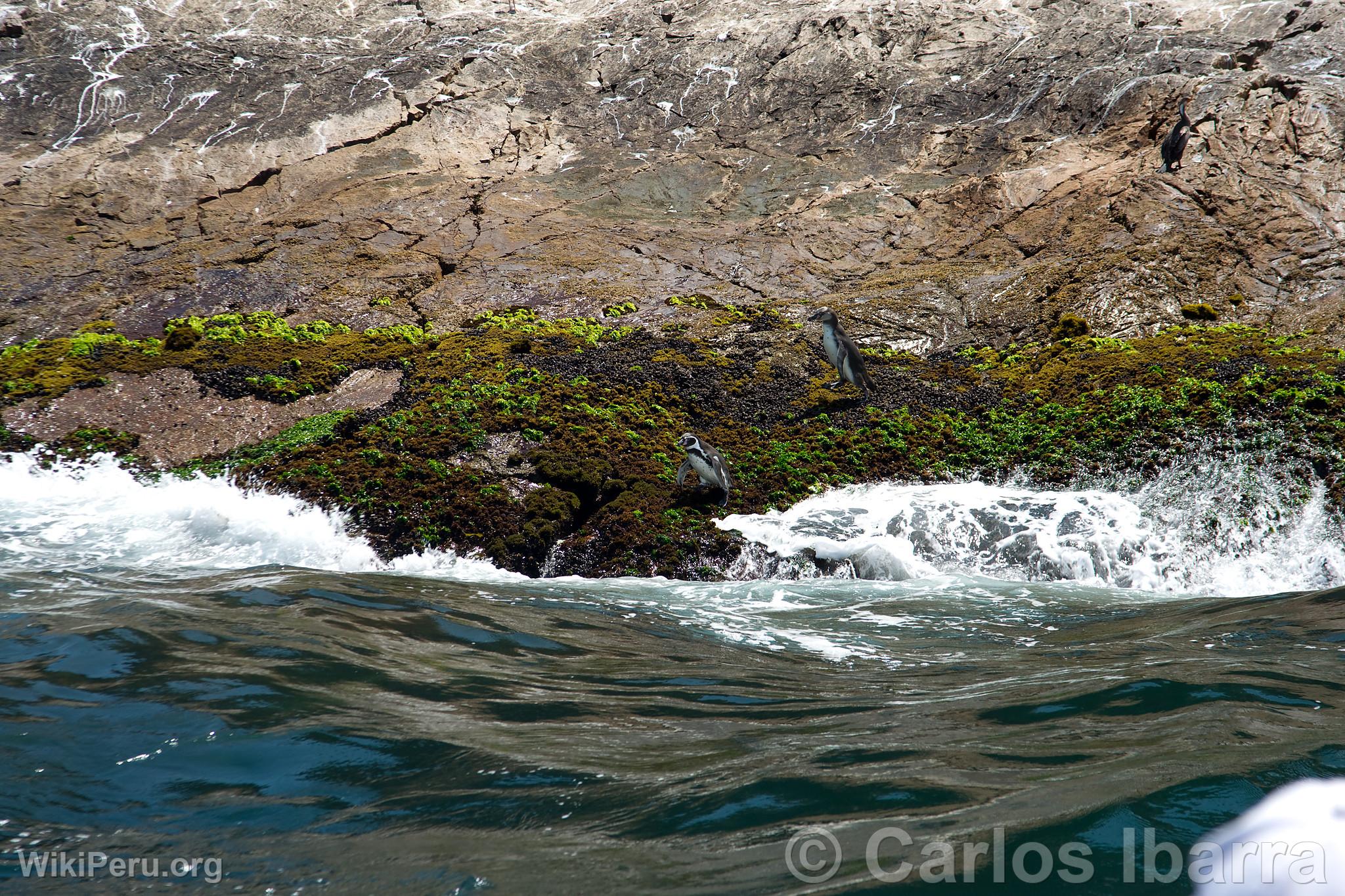 Humboldt penguins