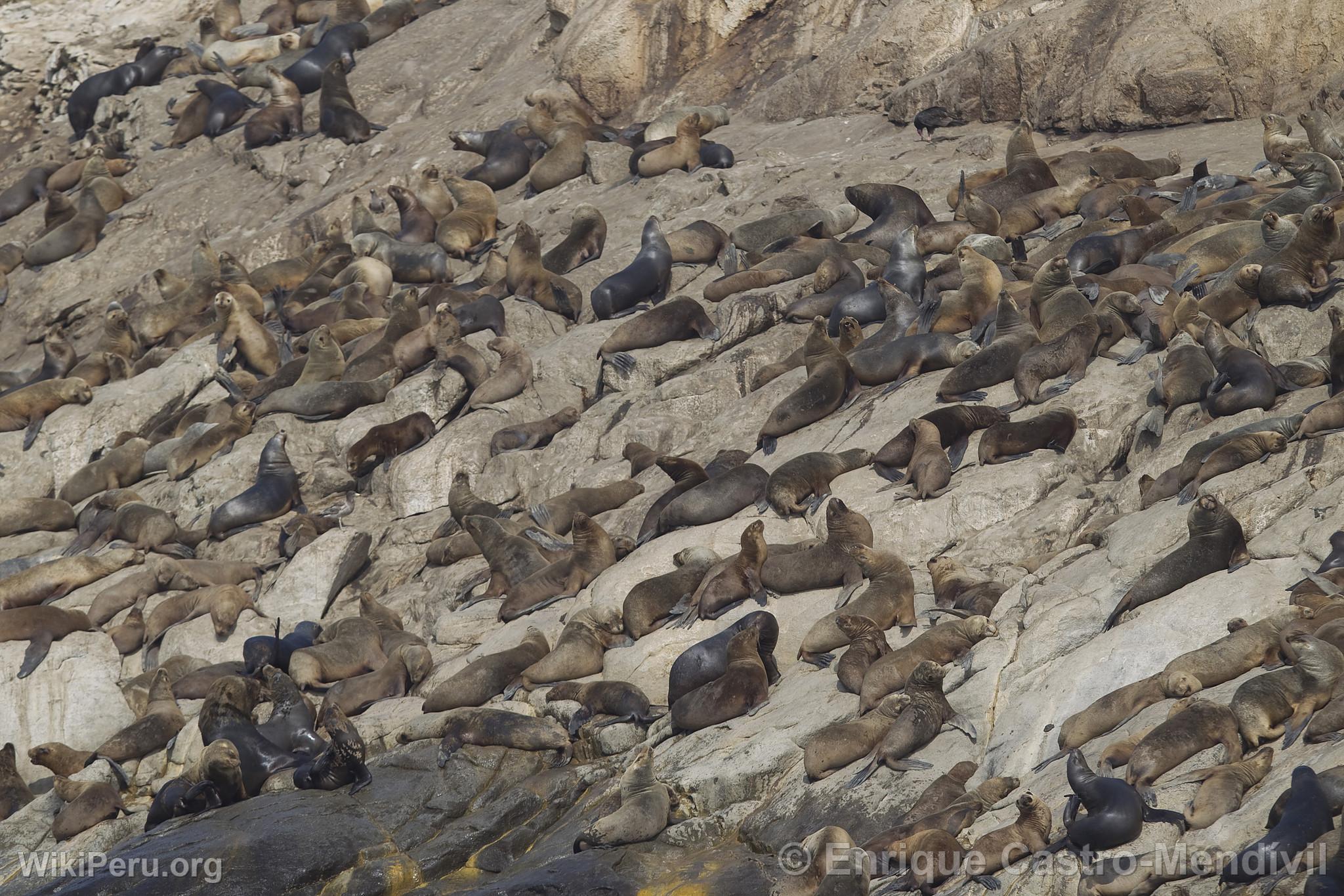 Sea Lions on Asia Island