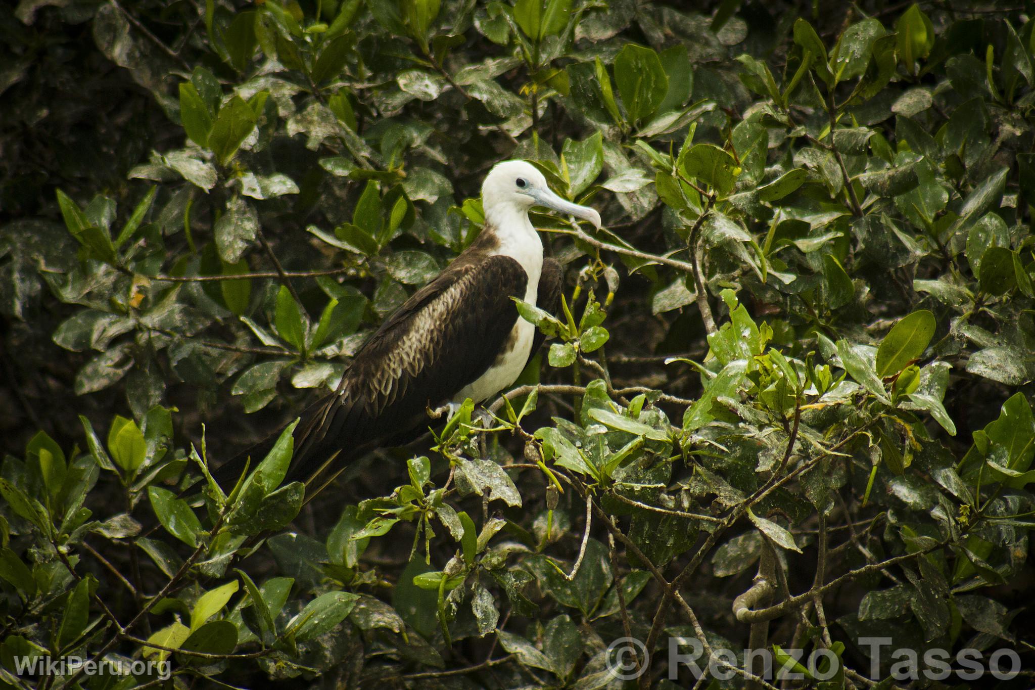 Puerto Pizarro Mangroves