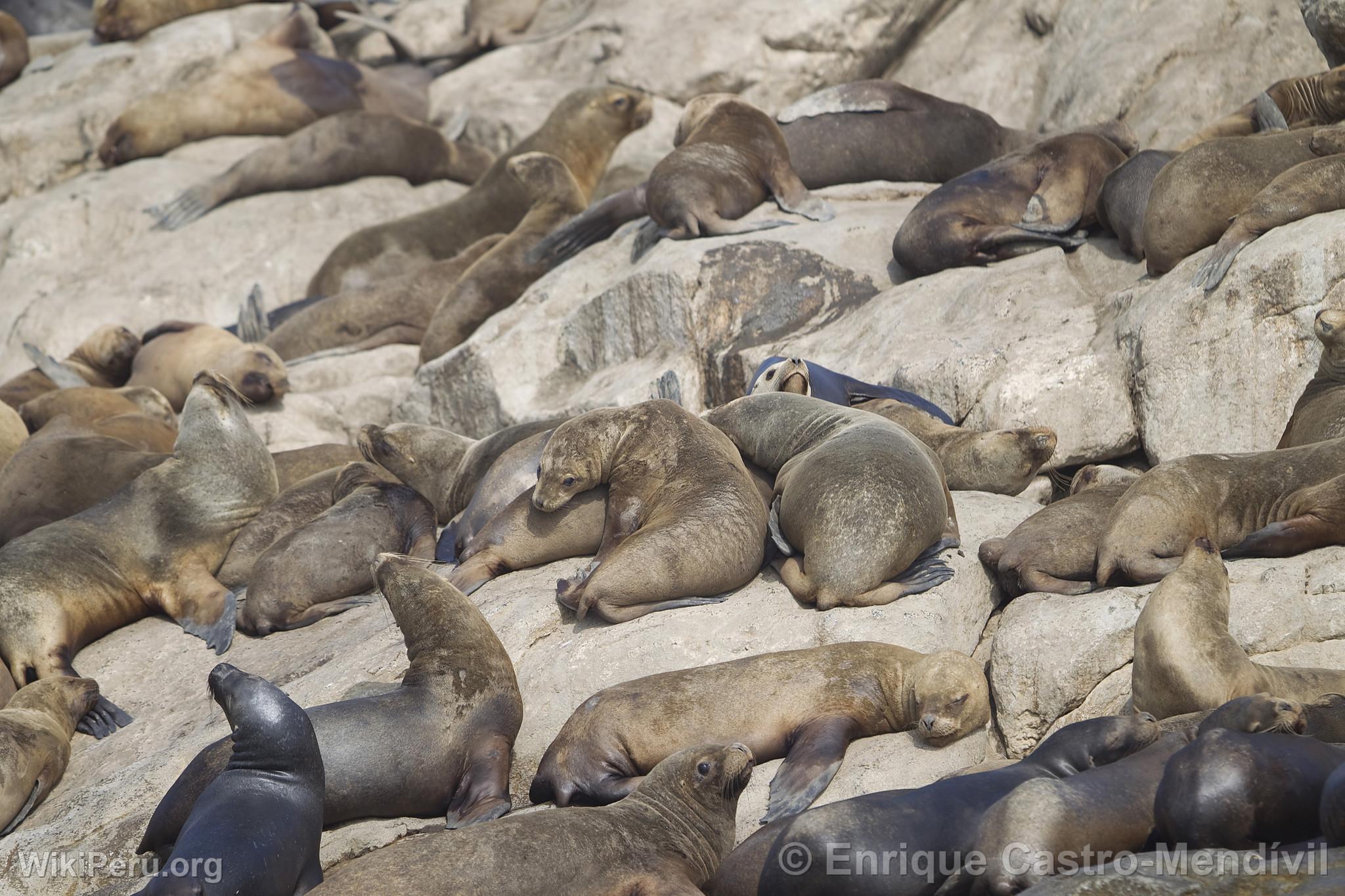 Sea Lions on Asia Island