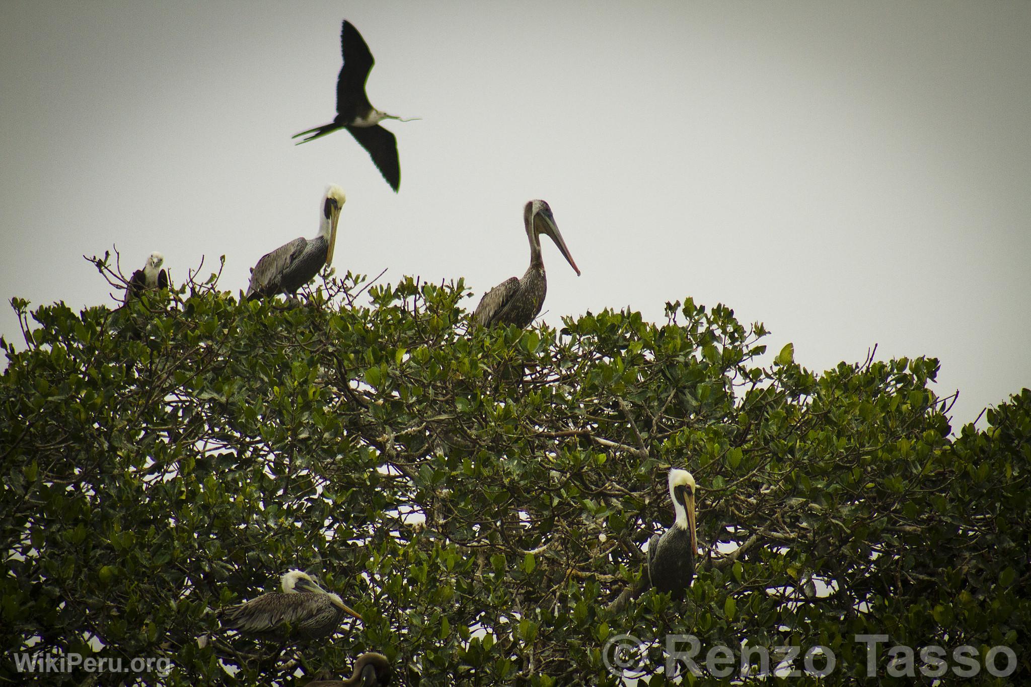 Puerto Pizarro Mangroves