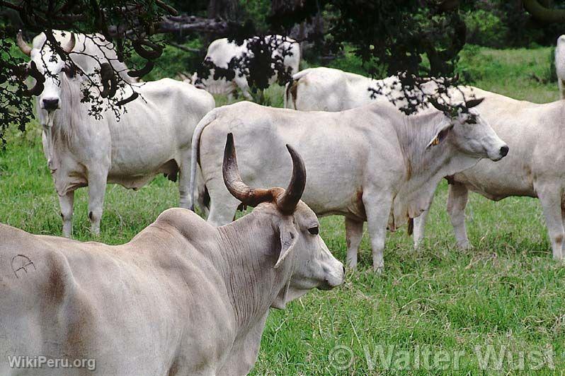 Zebu Cattle