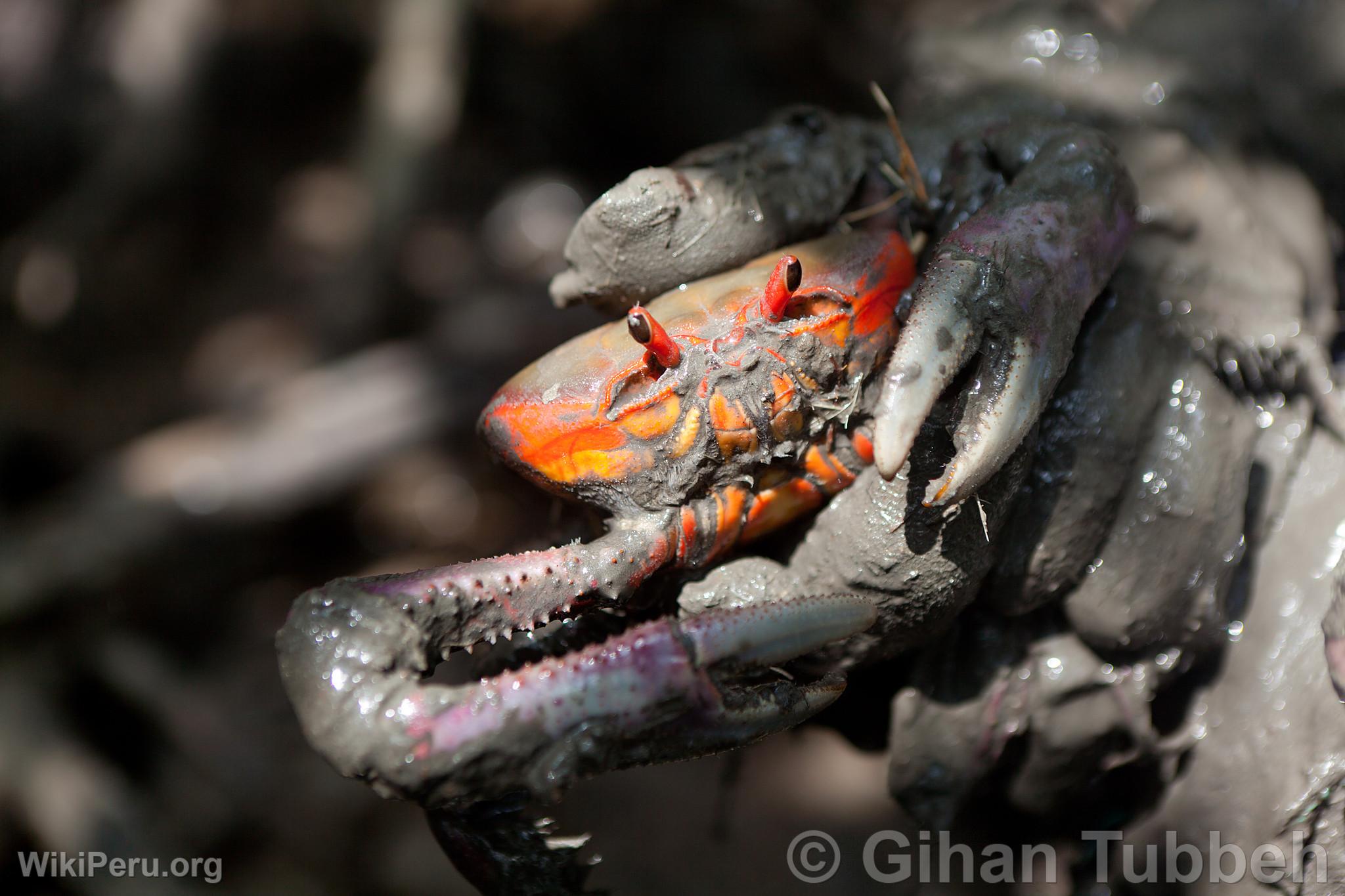 Crab Extraction