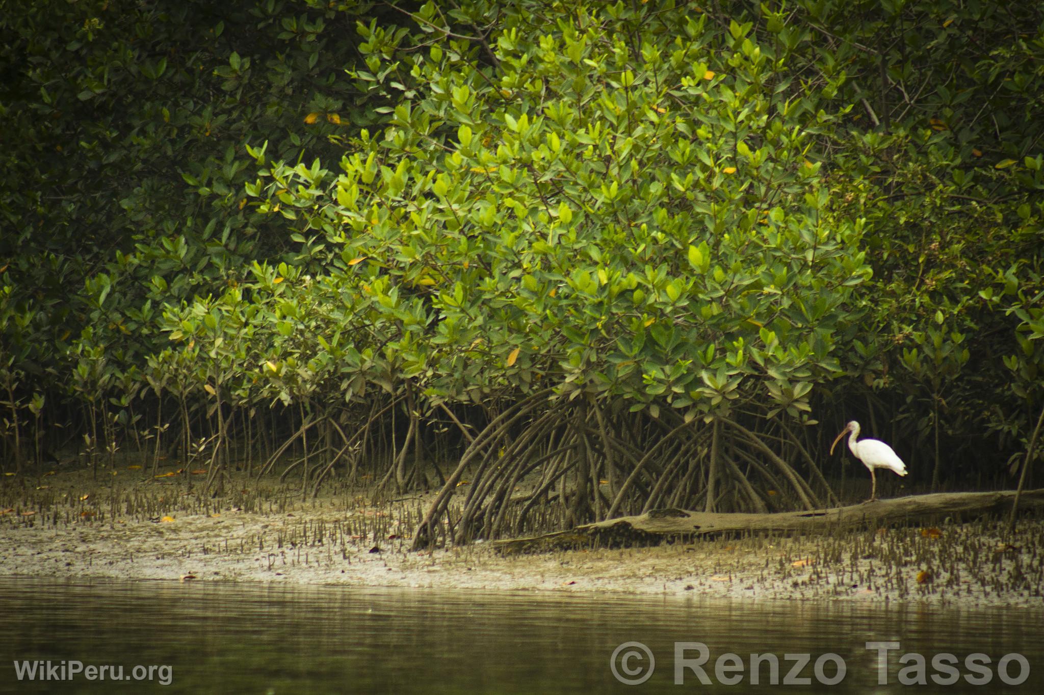 Puerto Pizarro Mangroves