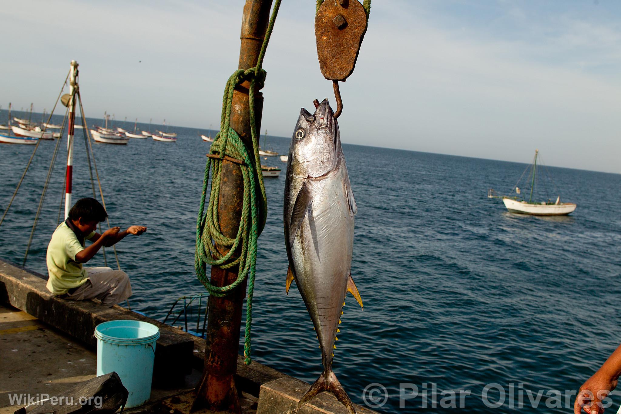 Artisanal Fishing in Los rganos