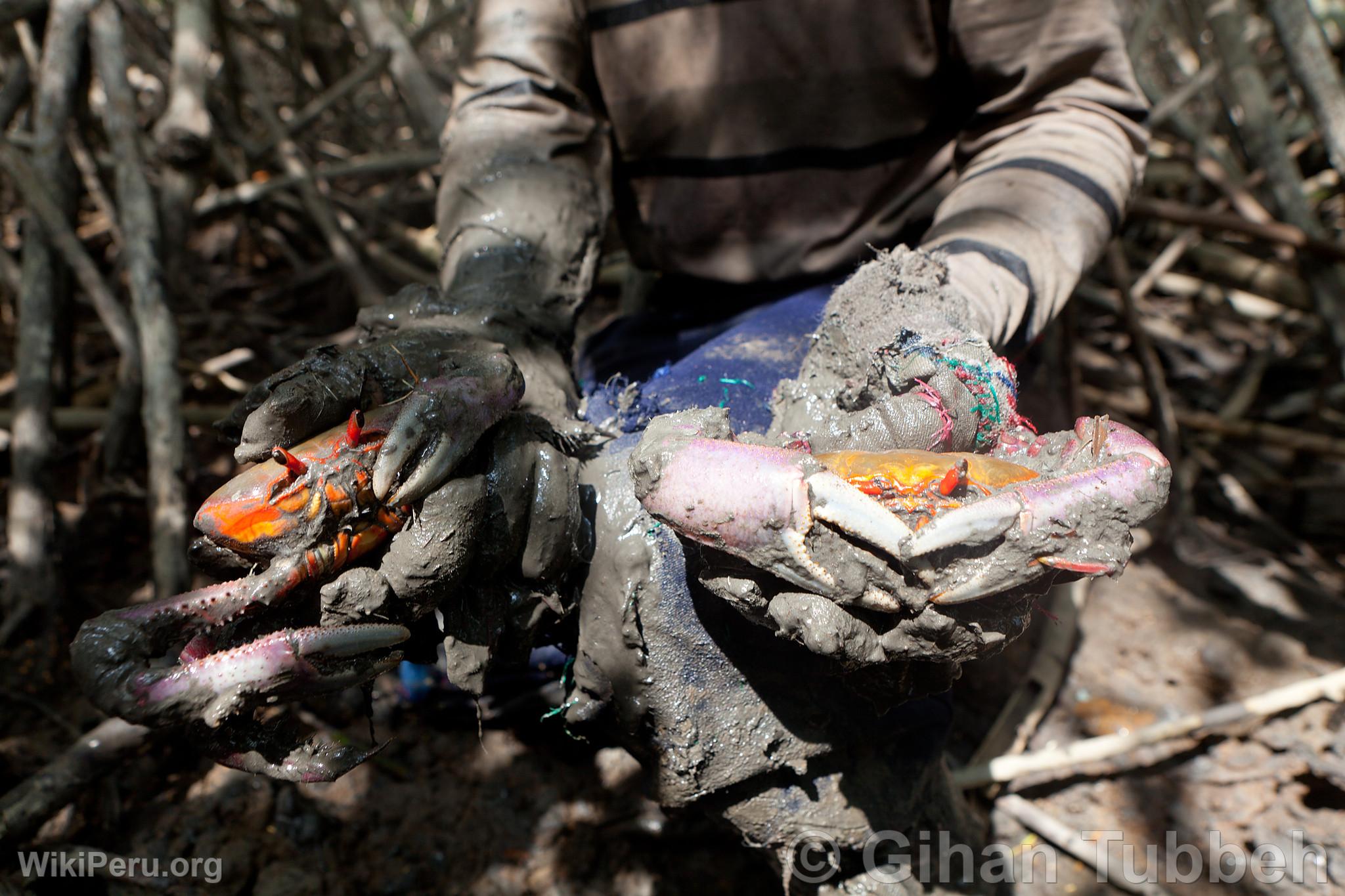 Crab Extraction