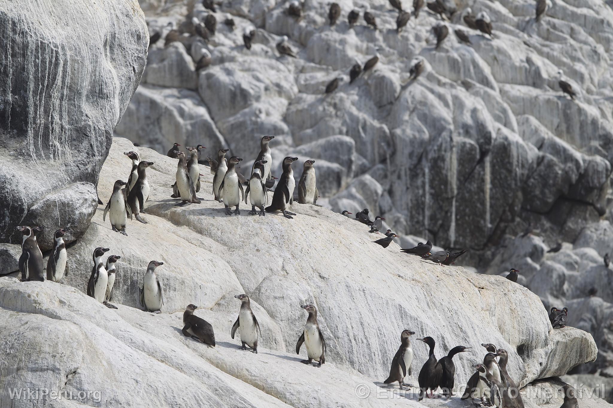 Humboldt Penguins on Asia Island