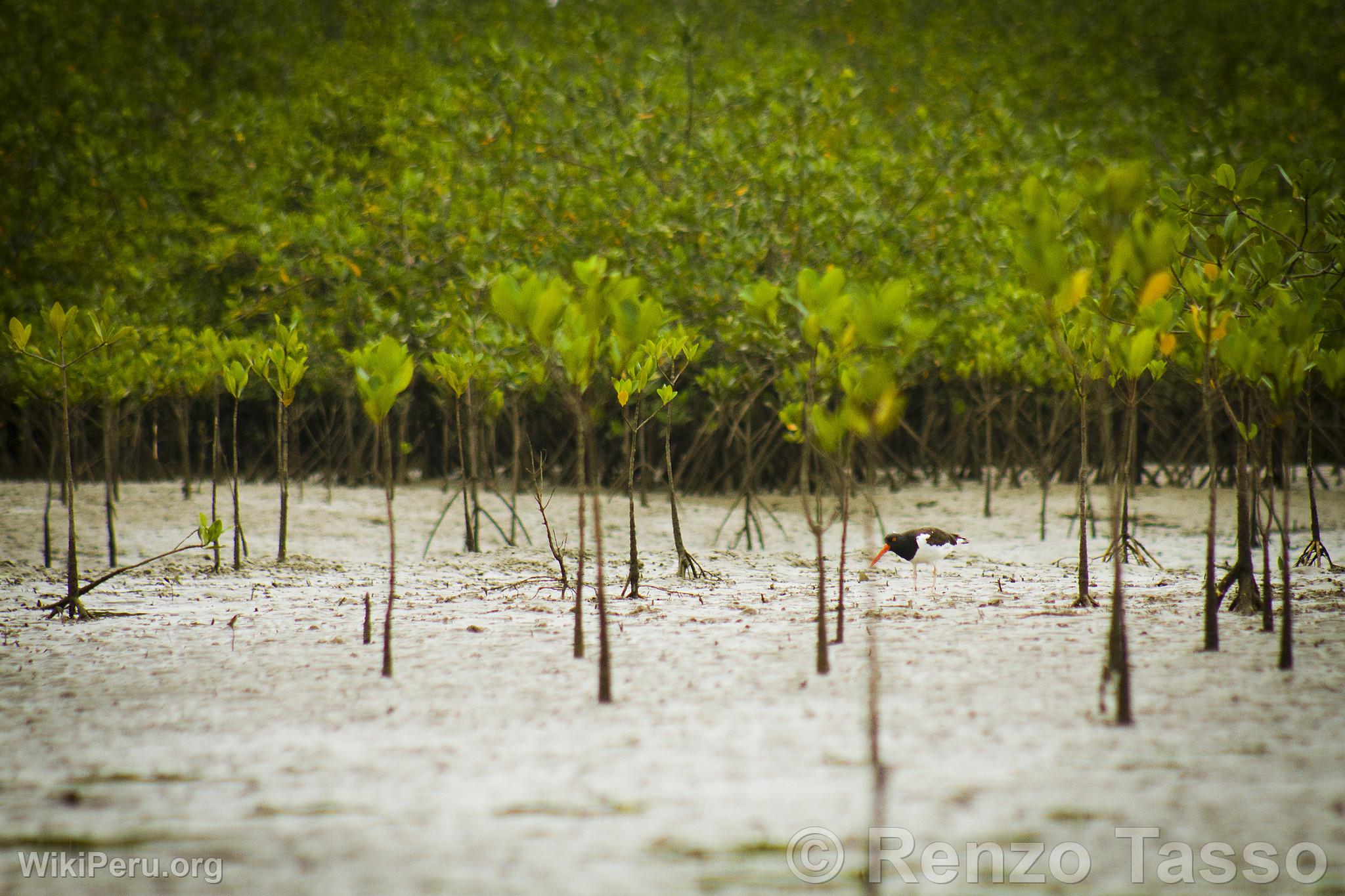 Puerto Pizarro Mangroves