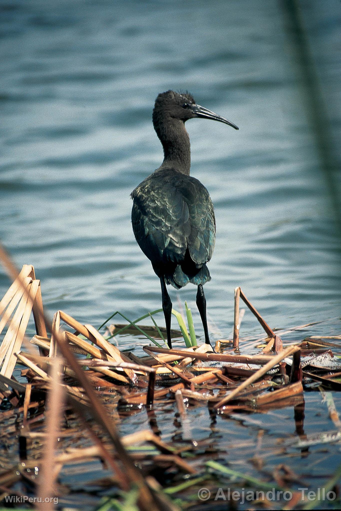 Puna Ibis or Yanavico