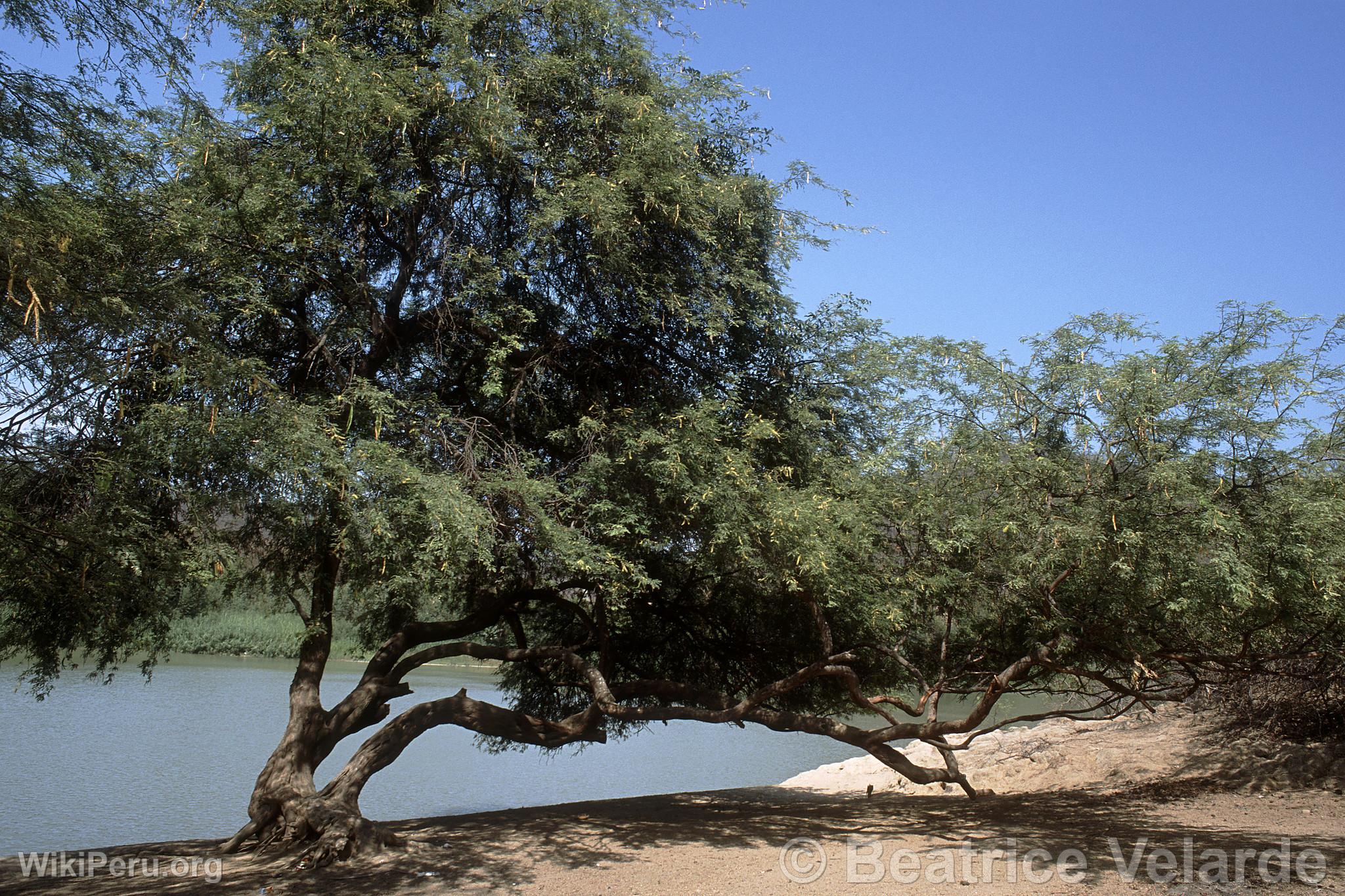 Cerros de Amotape National Park