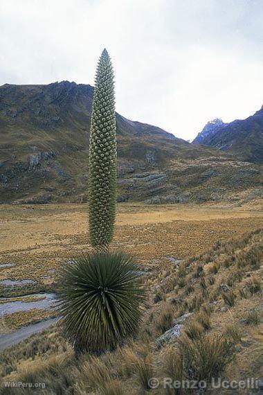 Puna. The Puya Raimondi