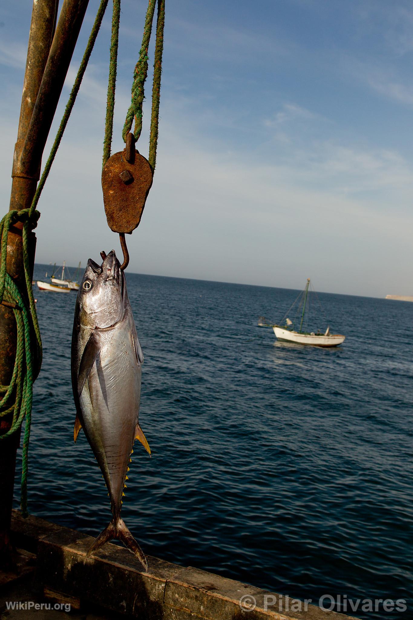 Artisanal Fishing in Los rganos