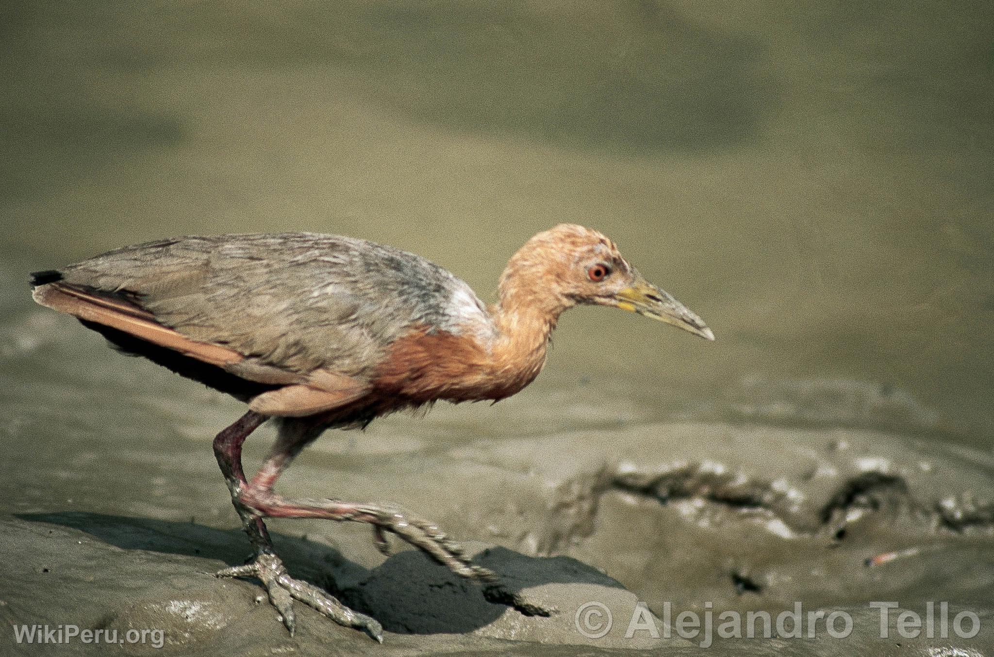 Rufous-Necked Wood-Rail