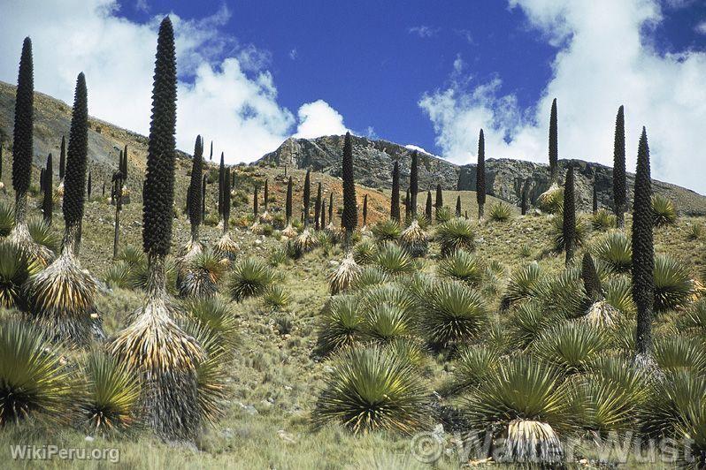 The Puya Raimondi