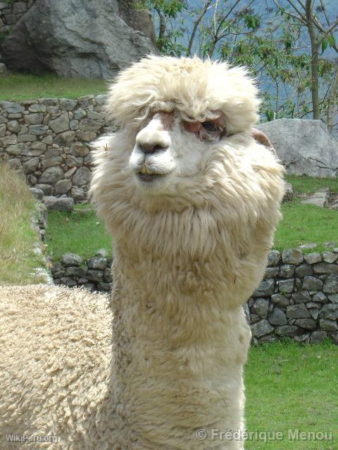 Alpaca