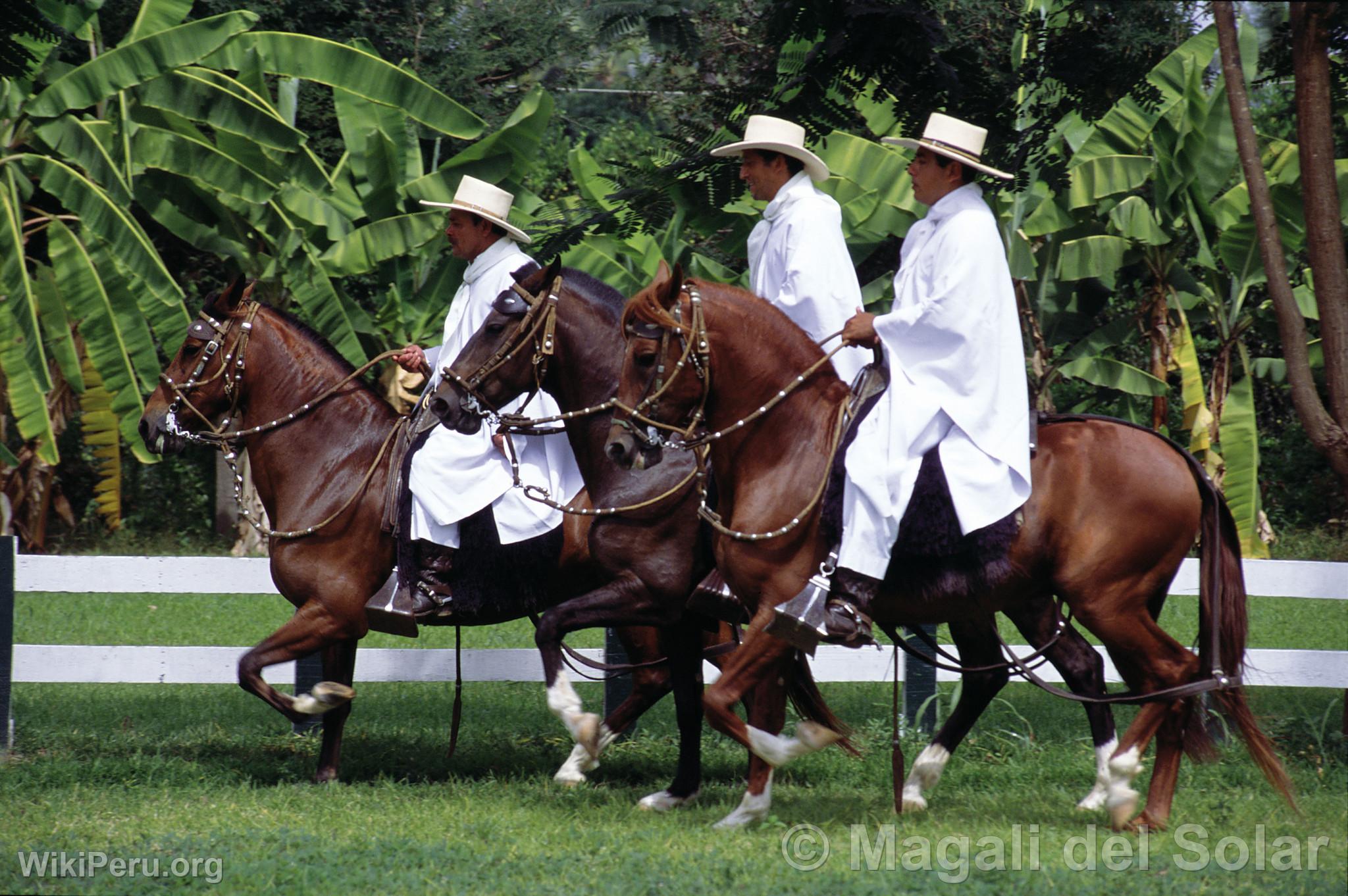 Paso Horses in Motupe